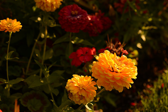 D600 24-70 Tests-6_ISO 100_1-200 sec at f - 5.6 at 70 mm