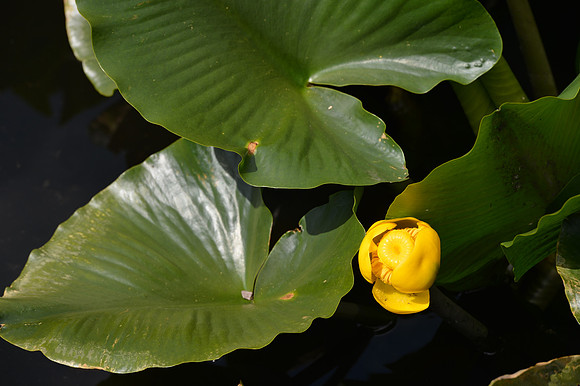 Coulon Park-36