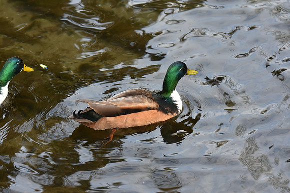D7200Rev-50_ISO 640_1-400 sec at f - 4.0_70.0-200.0 mm f-2.8 at 135 mm
