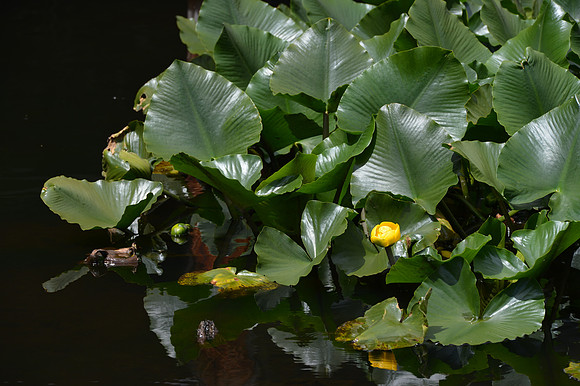 Coulon Park-46