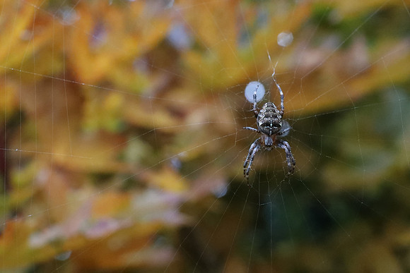 Spider-5 Canon EOS-1D X Mark II EF24-70mm f-4L IS USM 70 mm 1-200 sec at f - 9.0 ISO 25600_