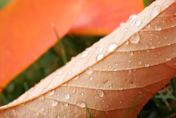 5DM4 Fall-55 Canon EOS 5D Mark IV EF24-70mm f-4L IS USM 70 mm 1-125 sec at f - 5.6 ISO 1000_