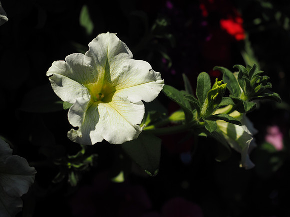 OlympusM5II-967_ISO 200_1-3200 sec at f - 3.5_OLYMPUS M.12-40mm F2.8 at 40 mm