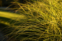 Bellevue Botanical-9 Canon EOS-1D X Mark II EF24-70mm f-2.8L II USM 70 mm 1-320 sec at f - 4.0 ISO 160_