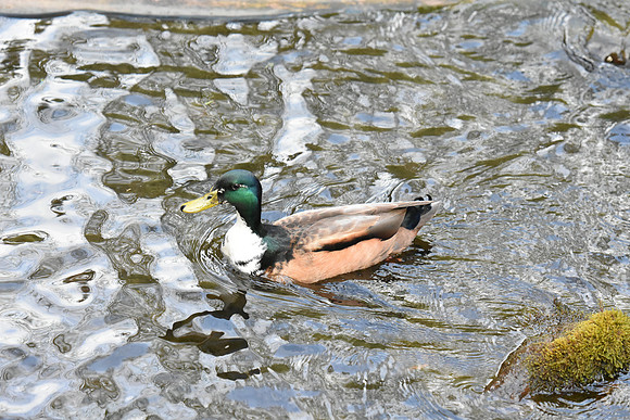 D7200Rev-21_ISO 6400_1-1250 sec at f - 4.0_70.0-200.0 mm f-2.8 at 135 mm