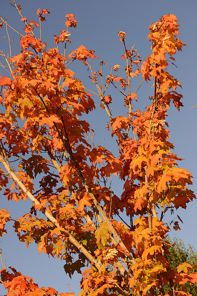 D600 24-70 Tests-52_ISO 100_1-200 sec at f - 8.0 at 62 mm