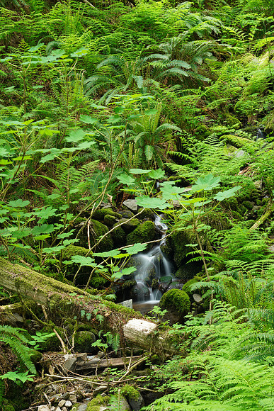 Woods A7R4-54 [10.0 sec at f - 16 105 mm Sony ILCE-7RM4 FE 24-105mm F4 G OSS]