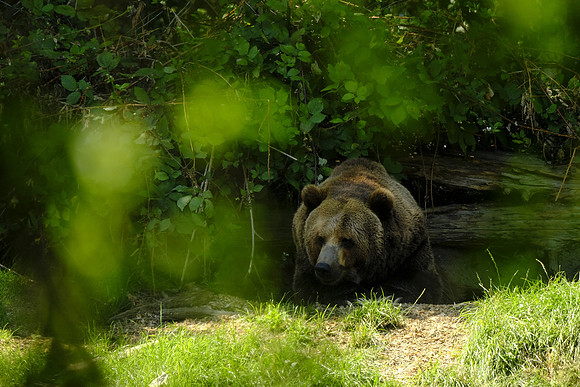 Zoo-15 [1-500 sec at f - 5.6 400 mm Fujifilm X-T30 XF100-400mmF4.5-5.6 R LM OIS WR]