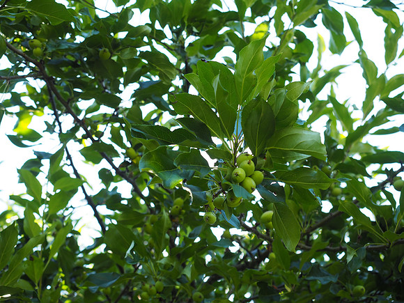 OlympusM5II-487_ISO 200_1-160 sec at f - 4.0_OLYMPUS M.12-40mm F2.8 at 40 mm