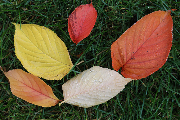 5DM4 Fall-45 Canon EOS 5D Mark IV EF24-70mm f-4L IS USM 70 mm 1-125 sec at f - 16 ISO 3200_