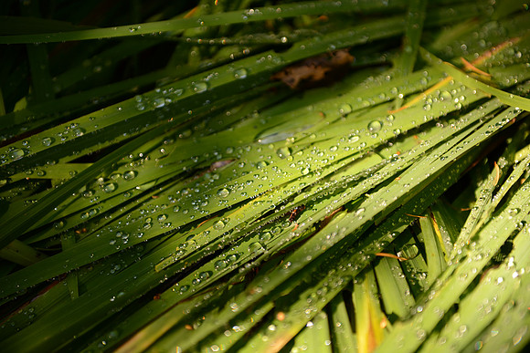 D600 24-70 Tests-120_ISO 100_1-160 sec at f - 2.8 at 70 mm