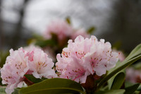 a7R4-680 [1-640 sec at f - 5.6 96 mm Sony ILCE-7RM4 FE 24-105mm F4 G OSS]